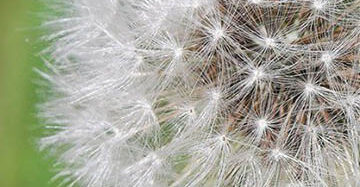 Zo blijven de pollen buiten de slaapkamer
