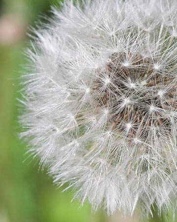 Zo blijven de pollen buiten de slaapkamer